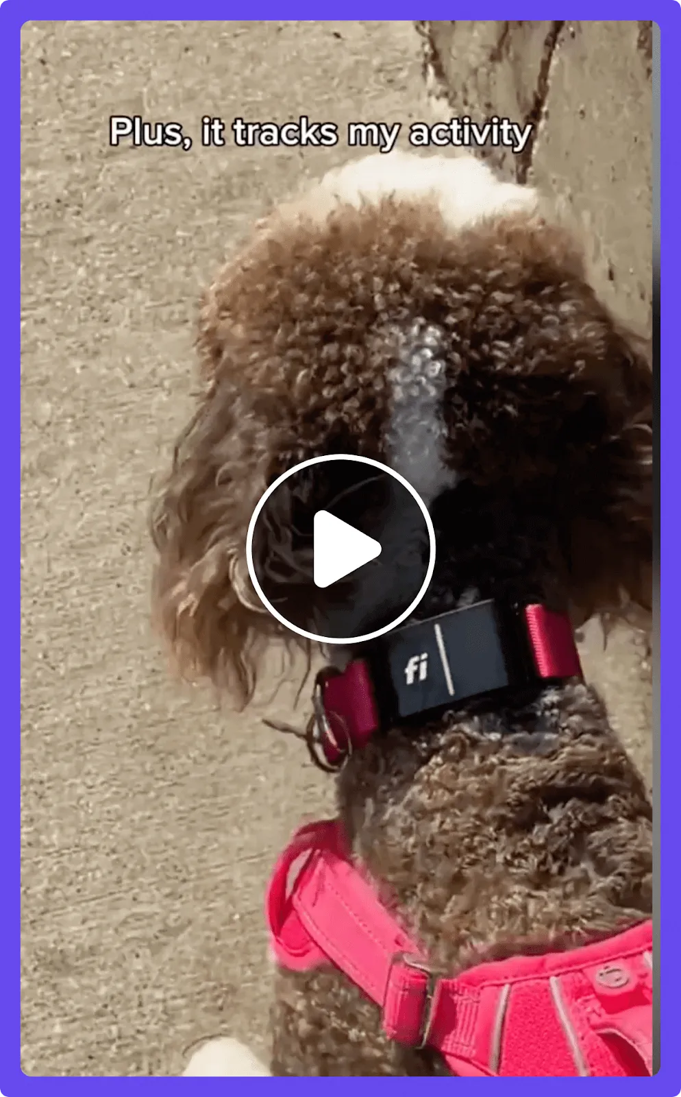 Facebook ad example pov with dog